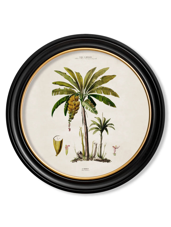 c.1843 Studies of South American Palm Trees in Round Frames - TheArtistsQuarter