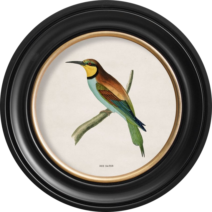 c.1870 Kingfisher and Bee Eater - TheArtistsQuarter