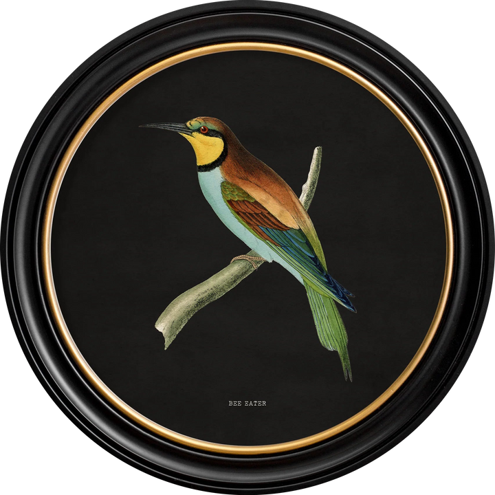 c.1870 Kingfisher and Bee Eater - TheArtistsQuarter