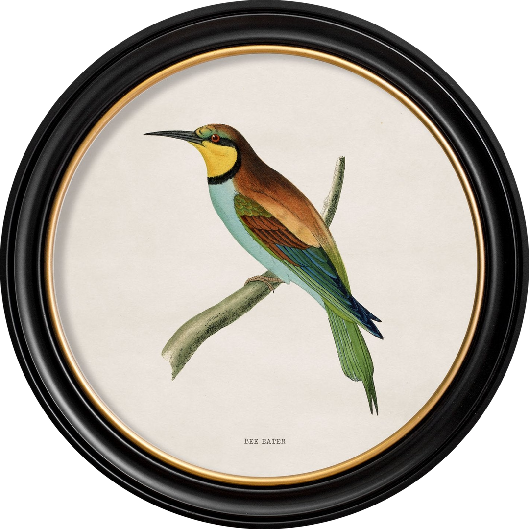 c.1870 Kingfisher and Bee Eater - TheArtistsQuarter