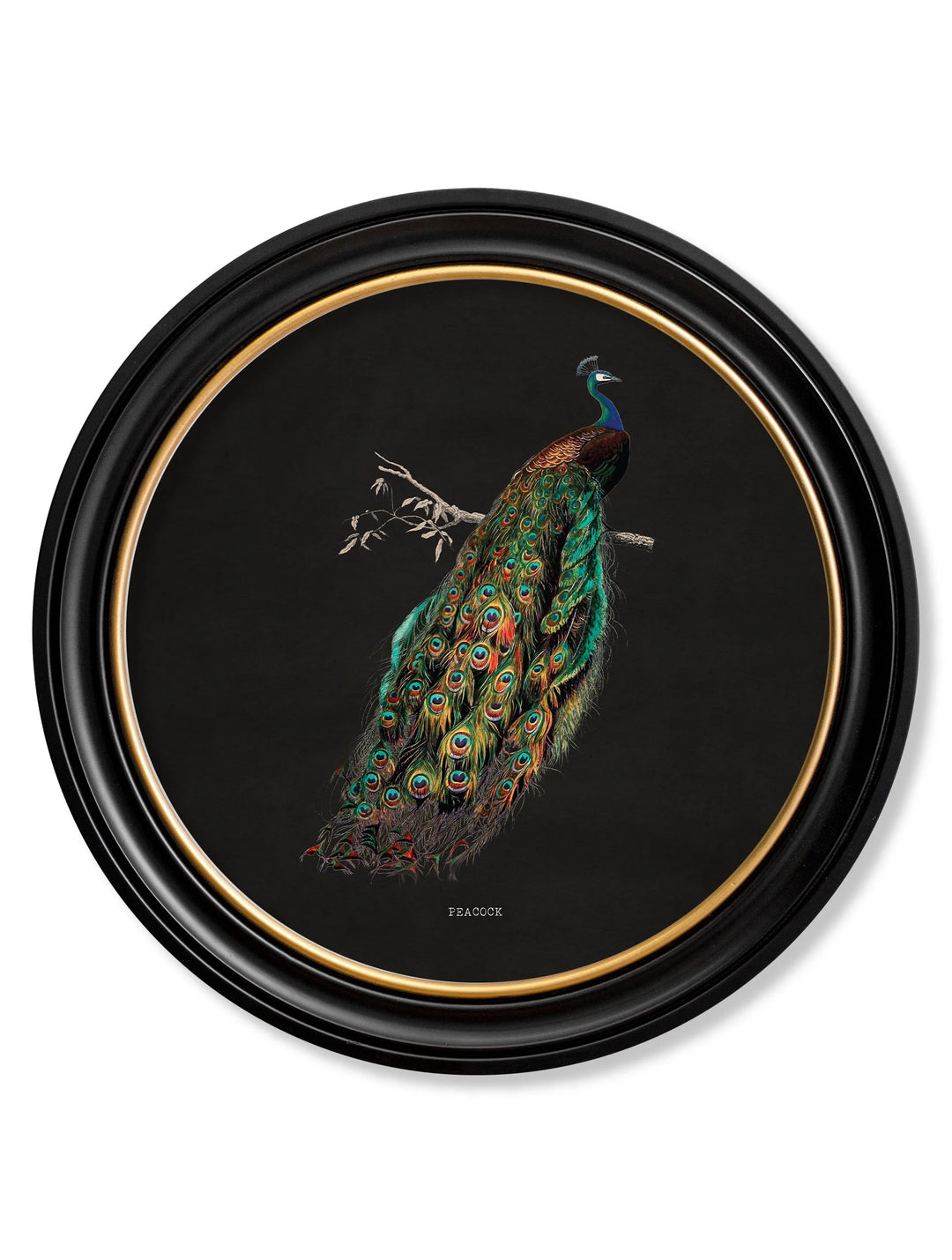 c.1847 Peacock in Round Frame🎄 🎄 - TheArtistsQuarter