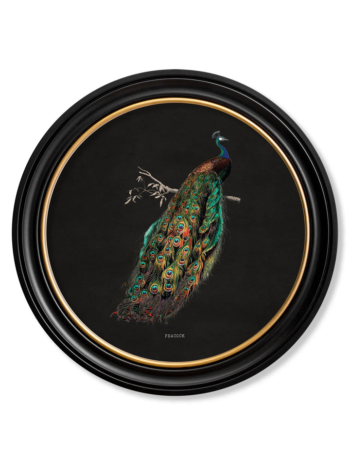 c.1847 Peacock in Round Frame🎄 🎄 - TheArtistsQuarter