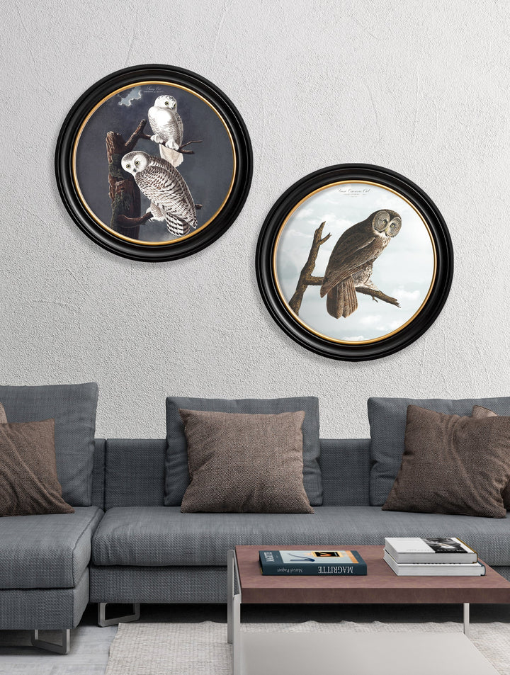 c.1838 Audubon's Owls - Round Frame - TheArtistsQuarter