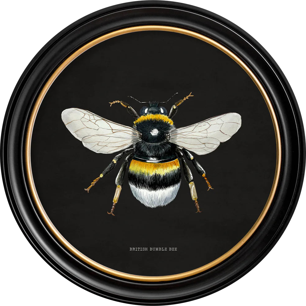 C1892 British Bees Round Frame - TheArtistsQuarter