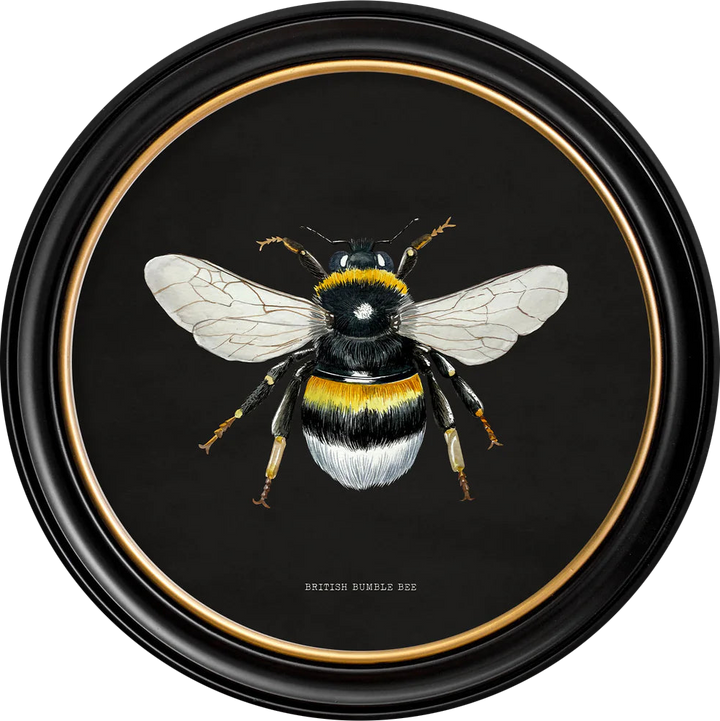 C1892 British Bees Round Frame - TheArtistsQuarter