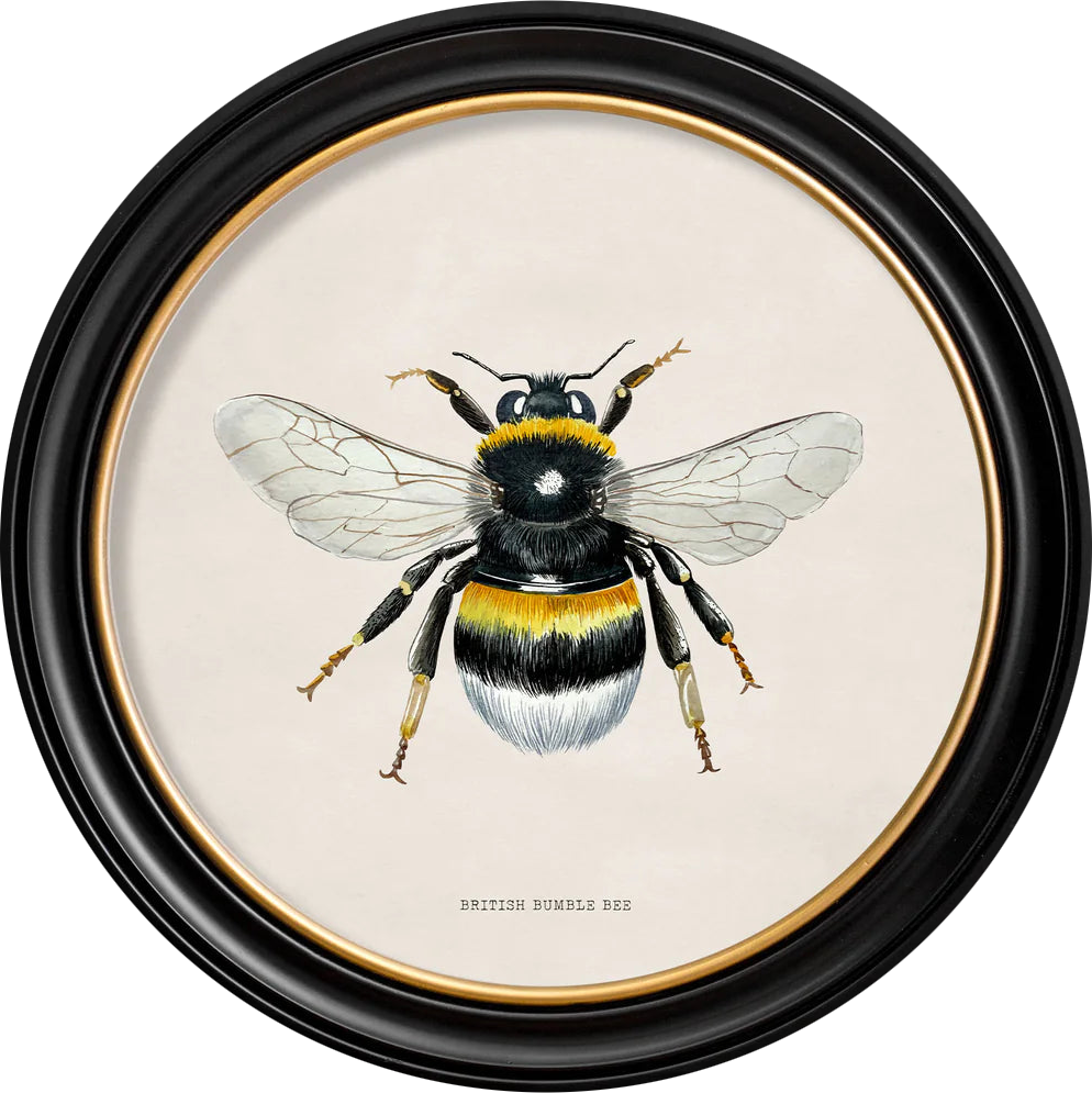 C1892 British Bees Round Frame - TheArtistsQuarter