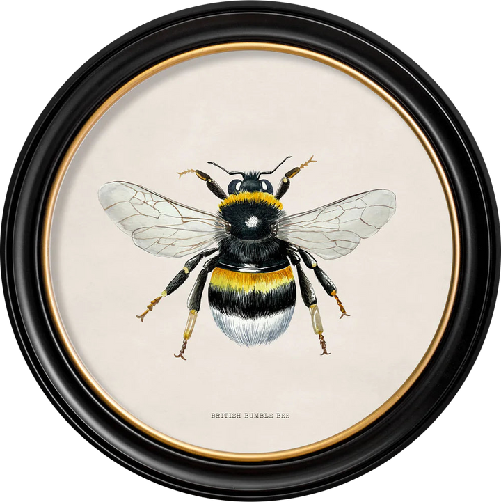 C1892 British Bees Round Frame - TheArtistsQuarter