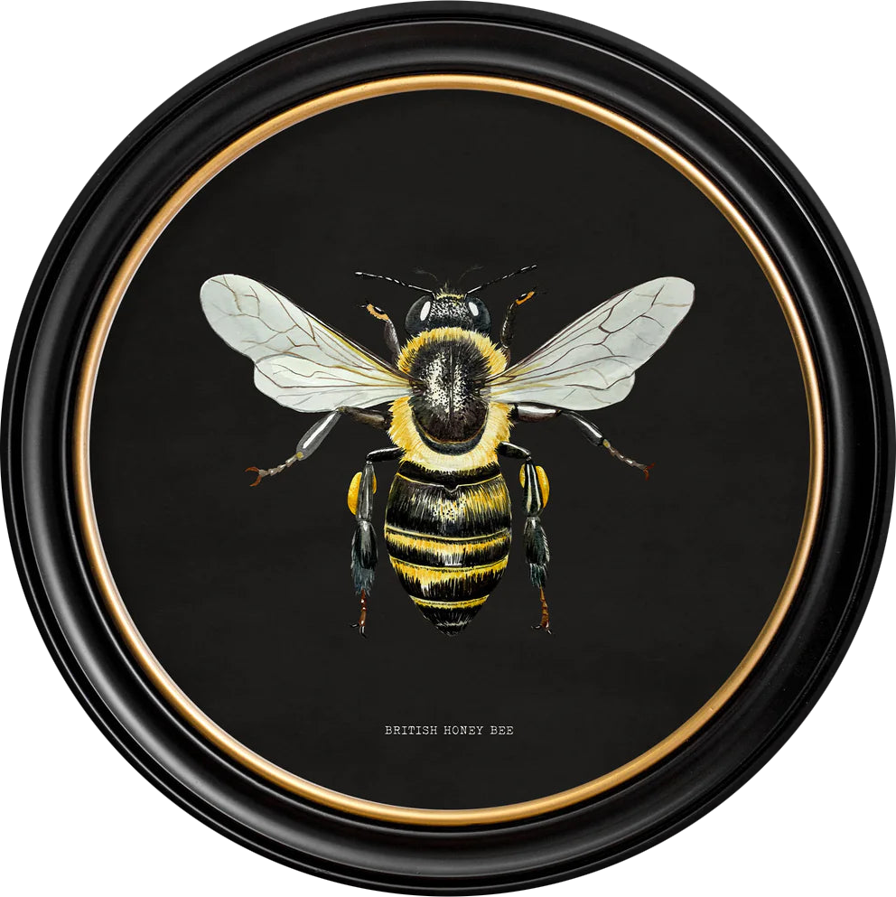 C1892 British Bees Round Frame - TheArtistsQuarter