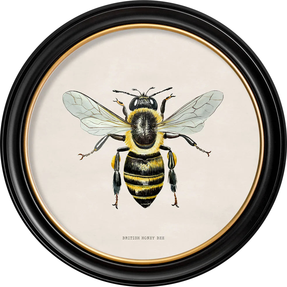 C1892 British Bees Round Frame - TheArtistsQuarter