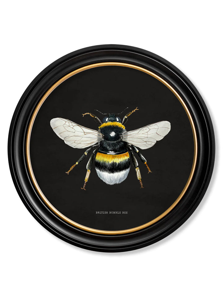 C1892 British Bees Round Frame - TheArtistsQuarter