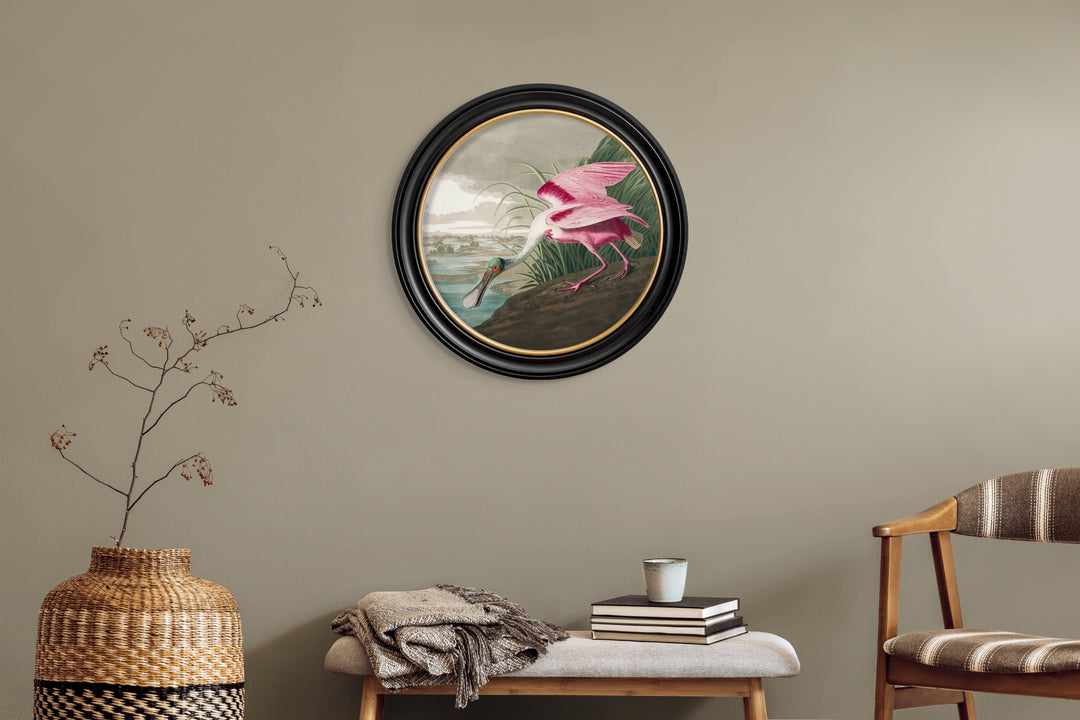 C.1838 Audubon's Roseate Spoonbill Round Frame - TheArtistsQuarter