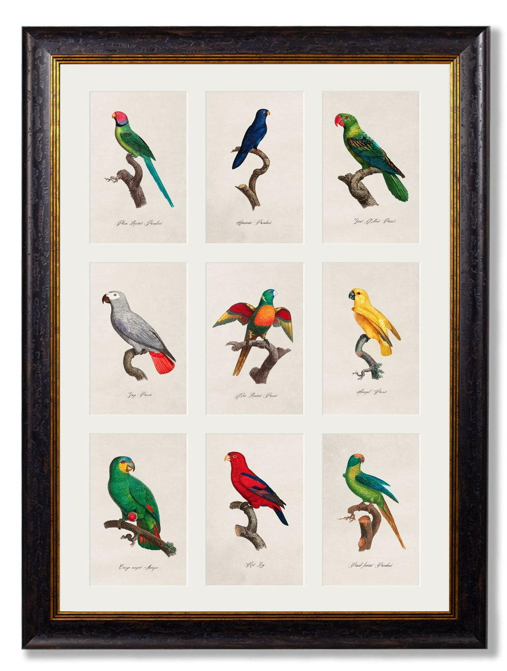 C.1833 Parrots - TheArtistsQuarter