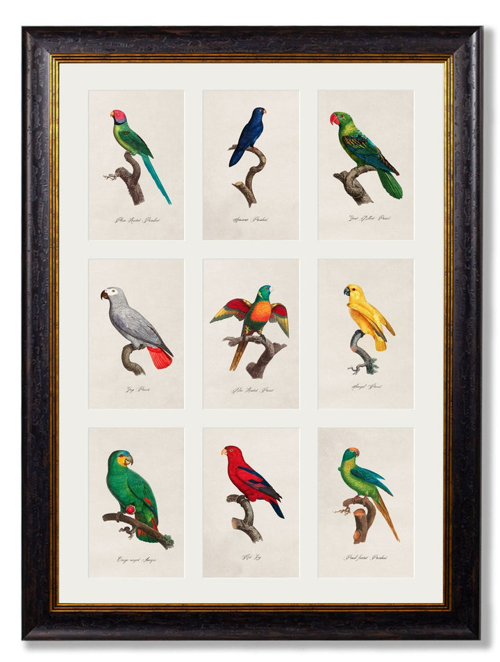 C.1833 Parrots - TheArtistsQuarter