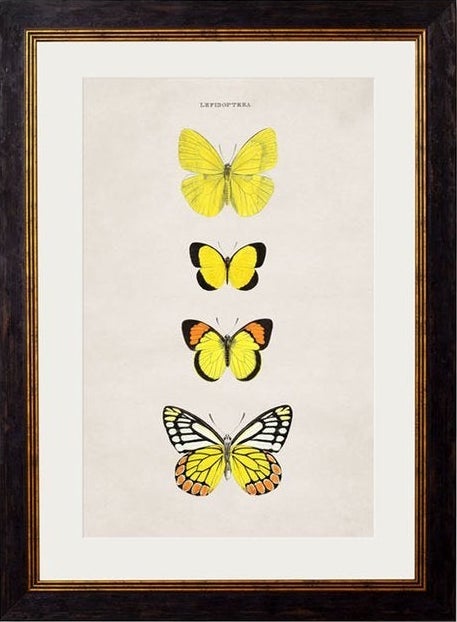 c.1835 Butterflies - TheArtistsQuarter