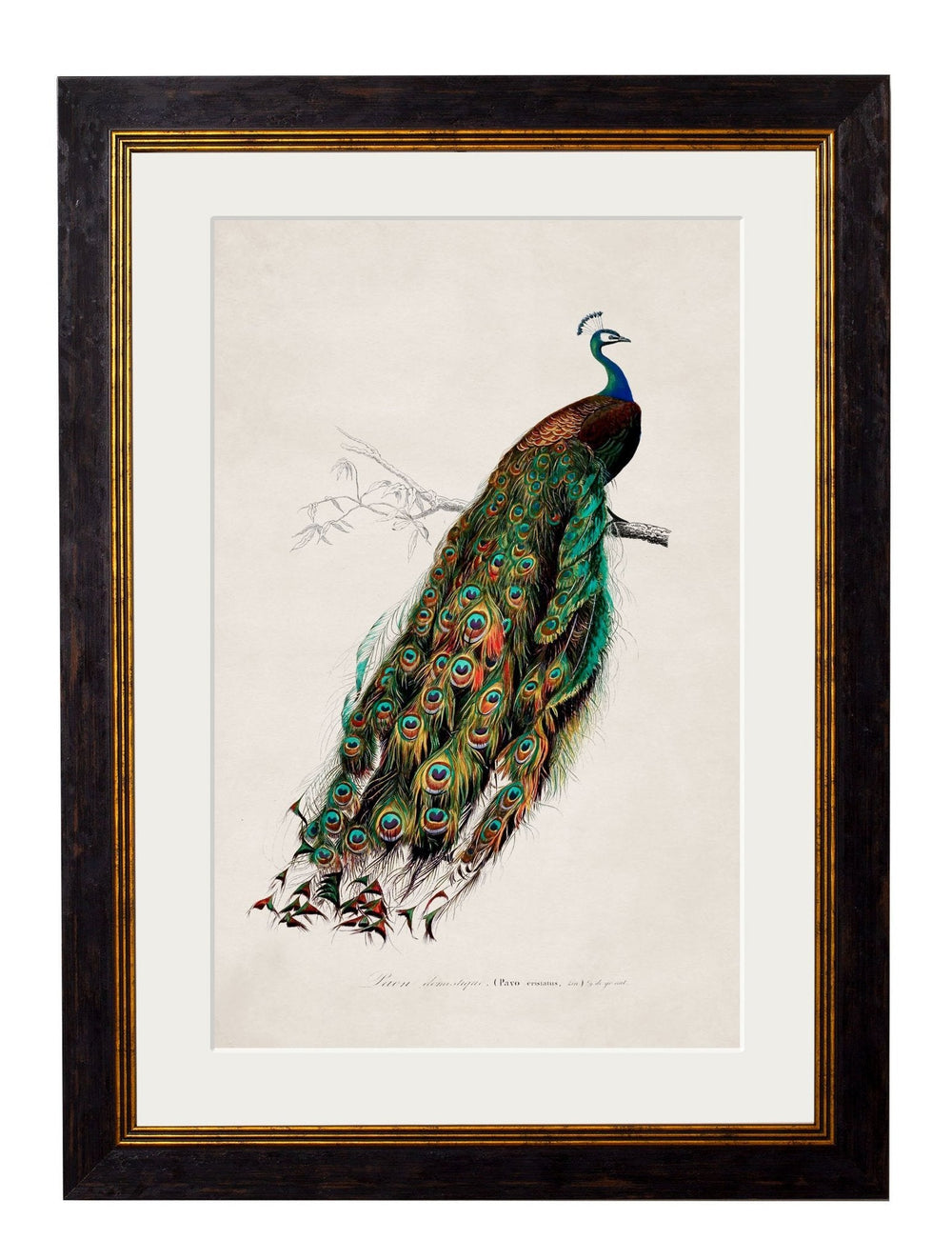 c.1847 Peacocks - TheArtistsQuarter