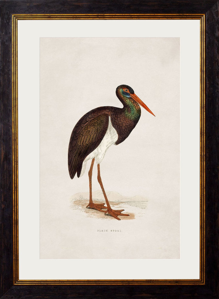 c.1850's British Wading Birds - TheArtistsQuarter