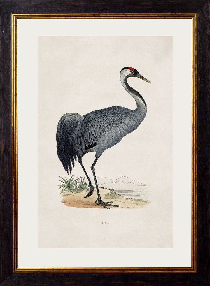 c.1850's British Wading Birds - TheArtistsQuarter