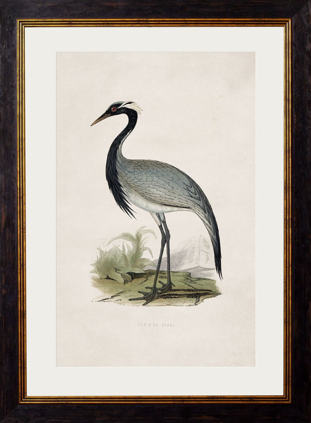 c.1850's British Wading Birds - TheArtistsQuarter