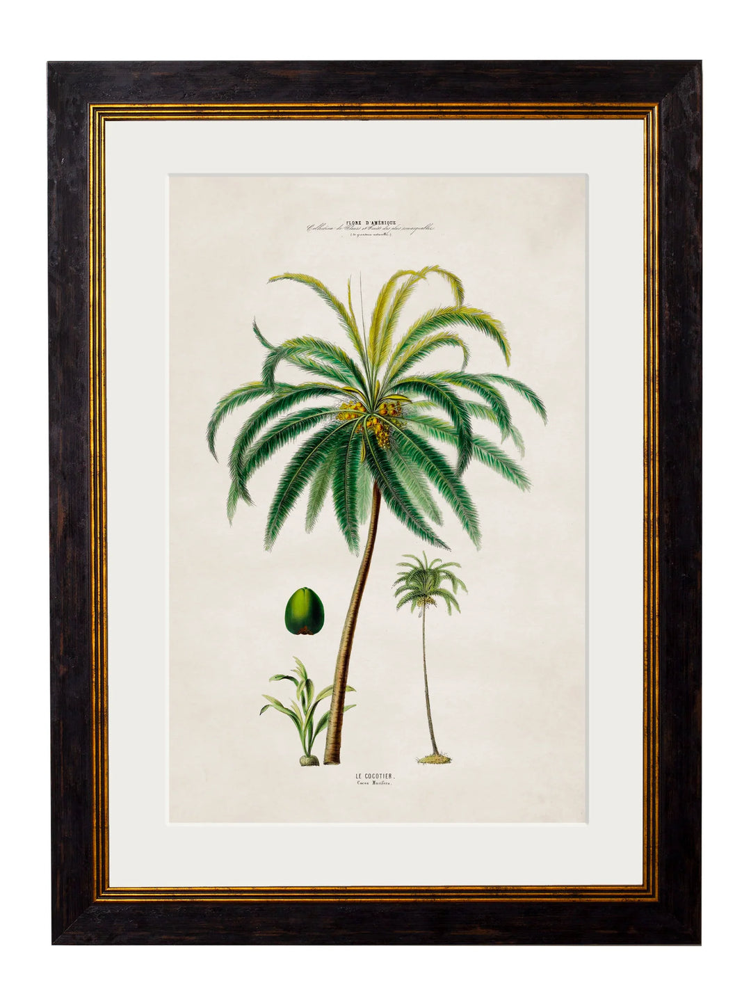 c.1843 Studies of South American Palm Trees - TheArtistsQuarter