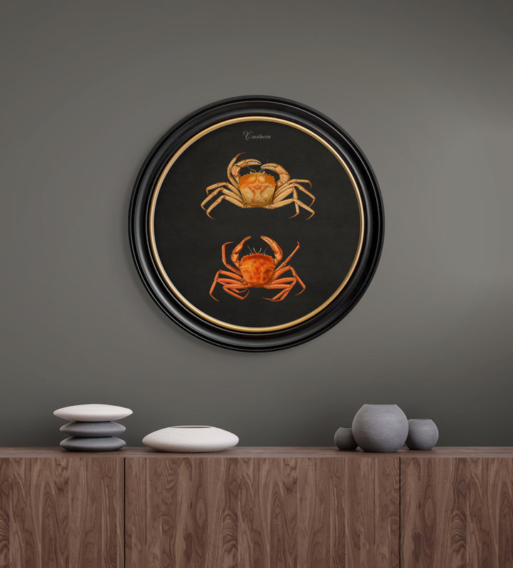 C.1876 Marine Animals In Round Frames - TheArtistsQuarter