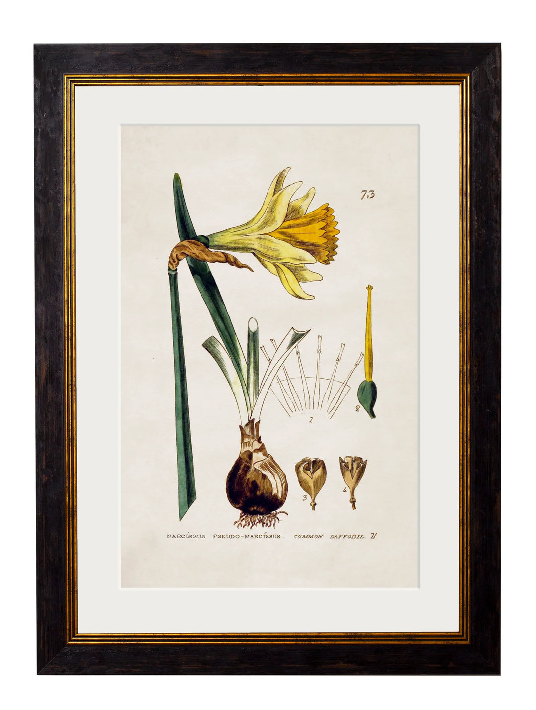 c.1837 British Flowering Plants - TheArtistsQuarter