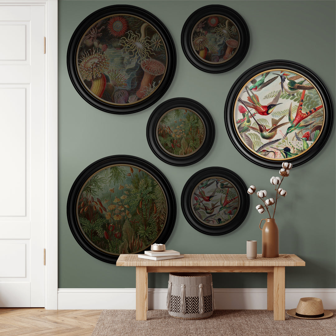 C.1904 Haeckel Flora And Fauna Round Frames - TheArtistsQuarter