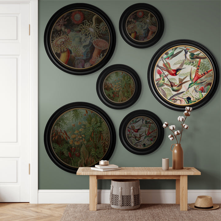 C.1904 Haeckel Flora And Fauna Round Frames - TheArtistsQuarter