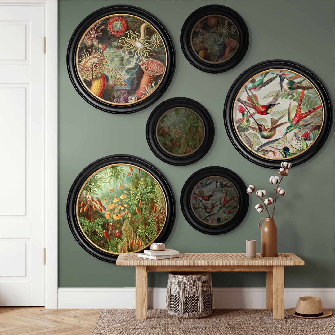 C.1904 Haeckel Flora And Fauna Round Frames - TheArtistsQuarter