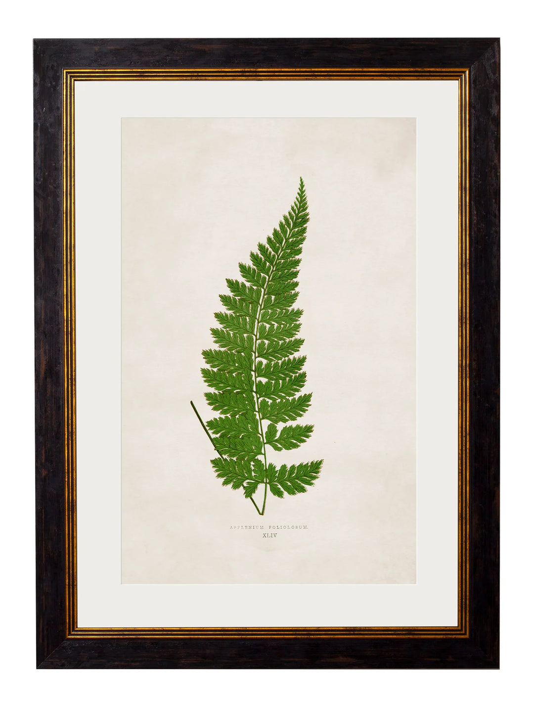 c.1864 Collection of British Ferns - TheArtistsQuarter