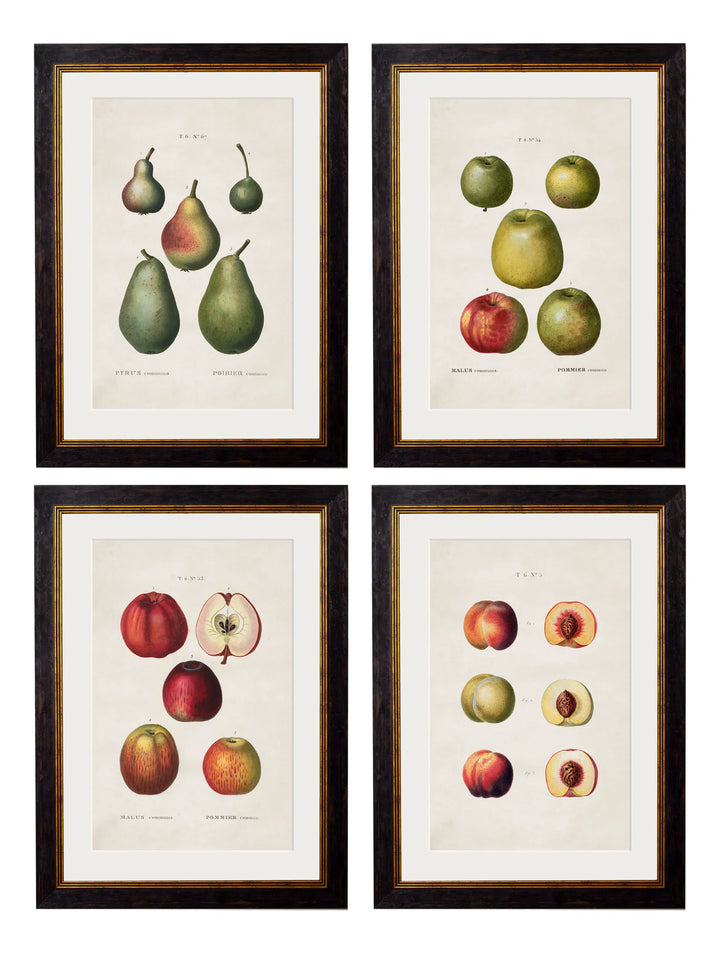 c.1819 Study of British Fruit - TheArtistsQuarter