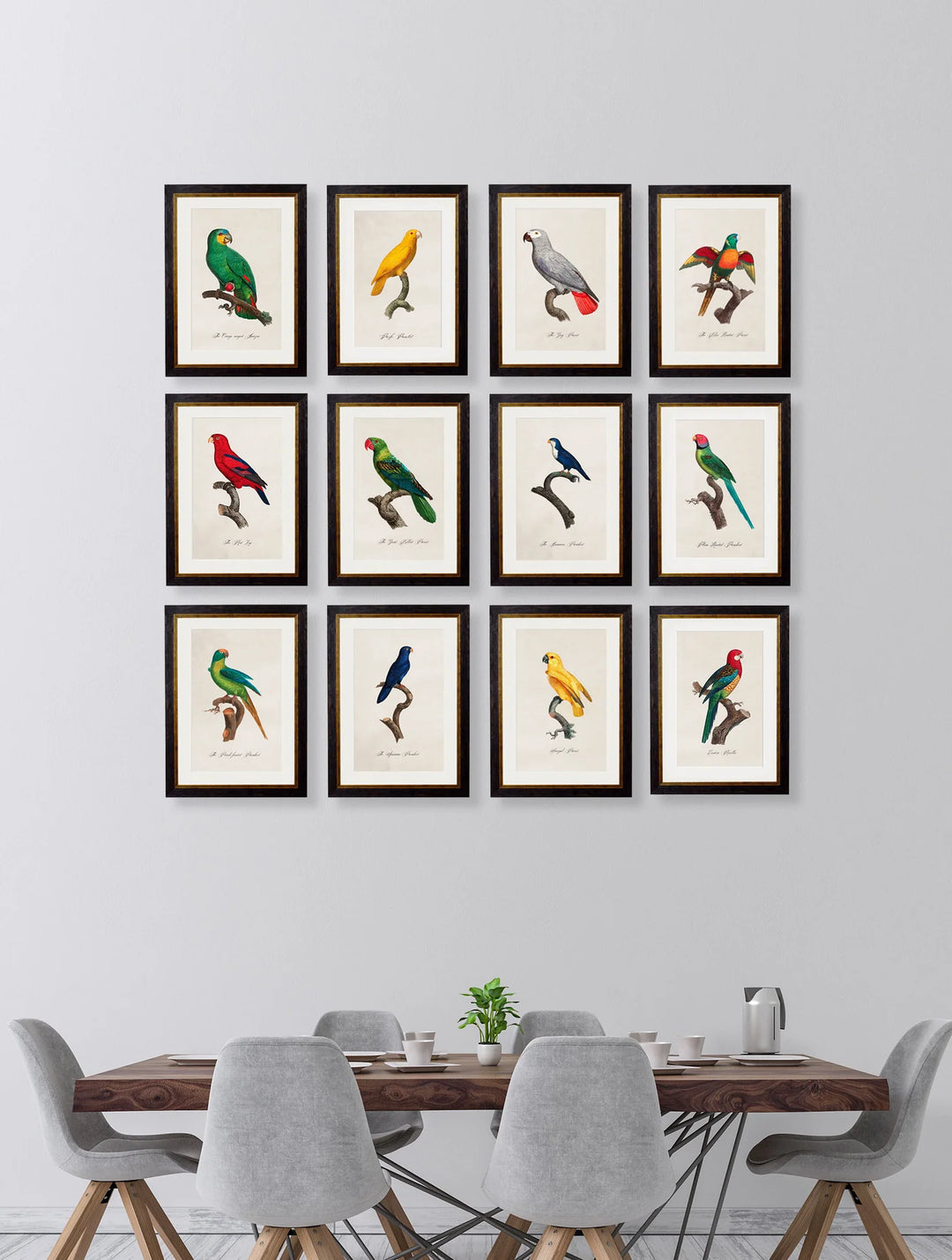 C.1800's Collection of Parrots - TheArtistsQuarter