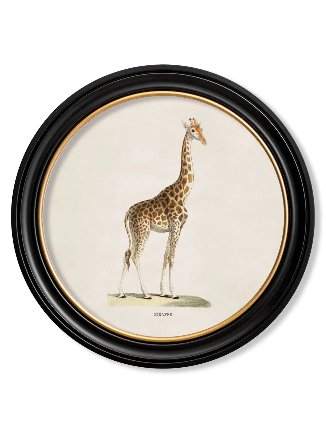 c.1836 Giraffe - Round Frame - TheArtistsQuarter