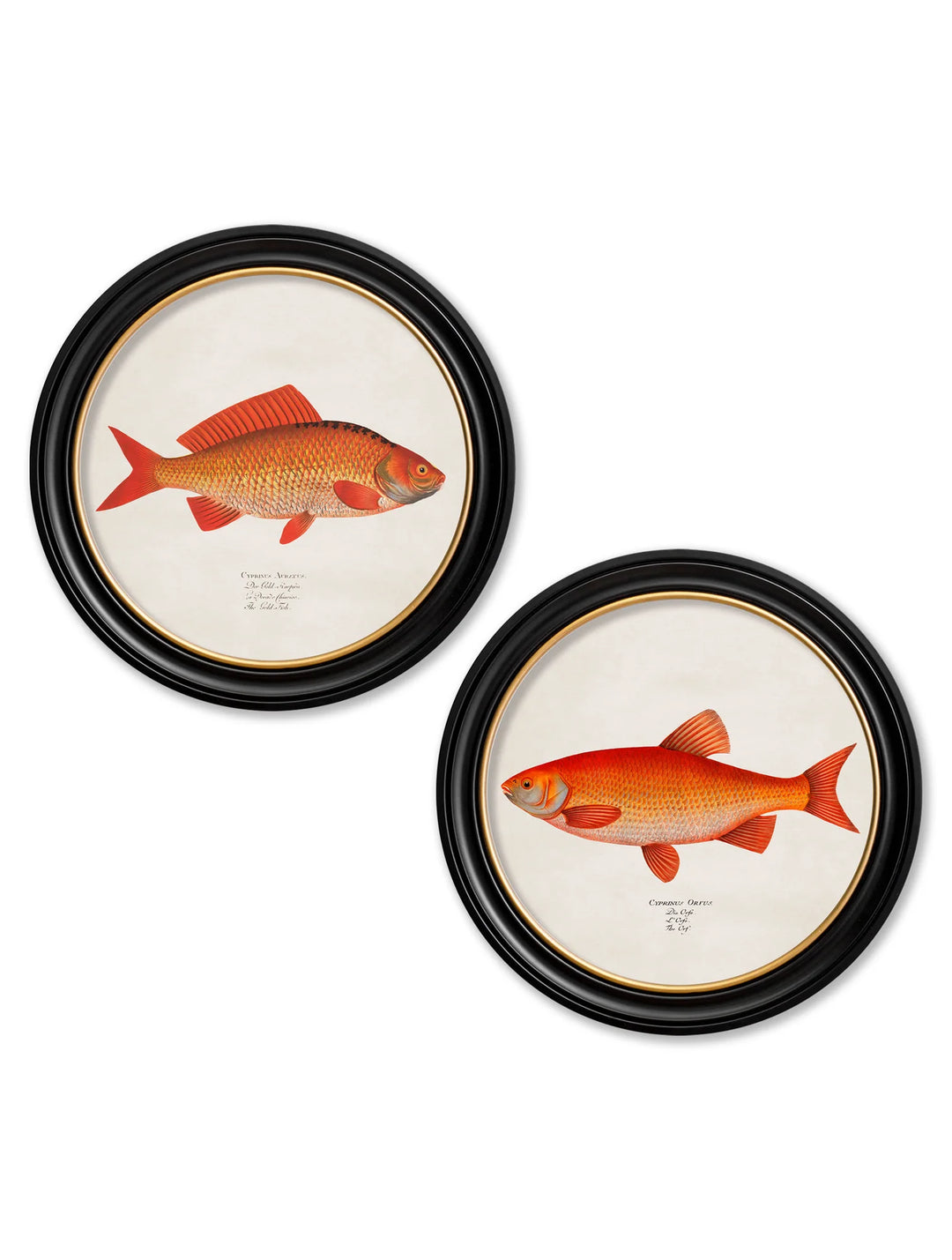 c.1785 Goldfish and Golden Orfe - Round Frame - TheArtistsQuarter