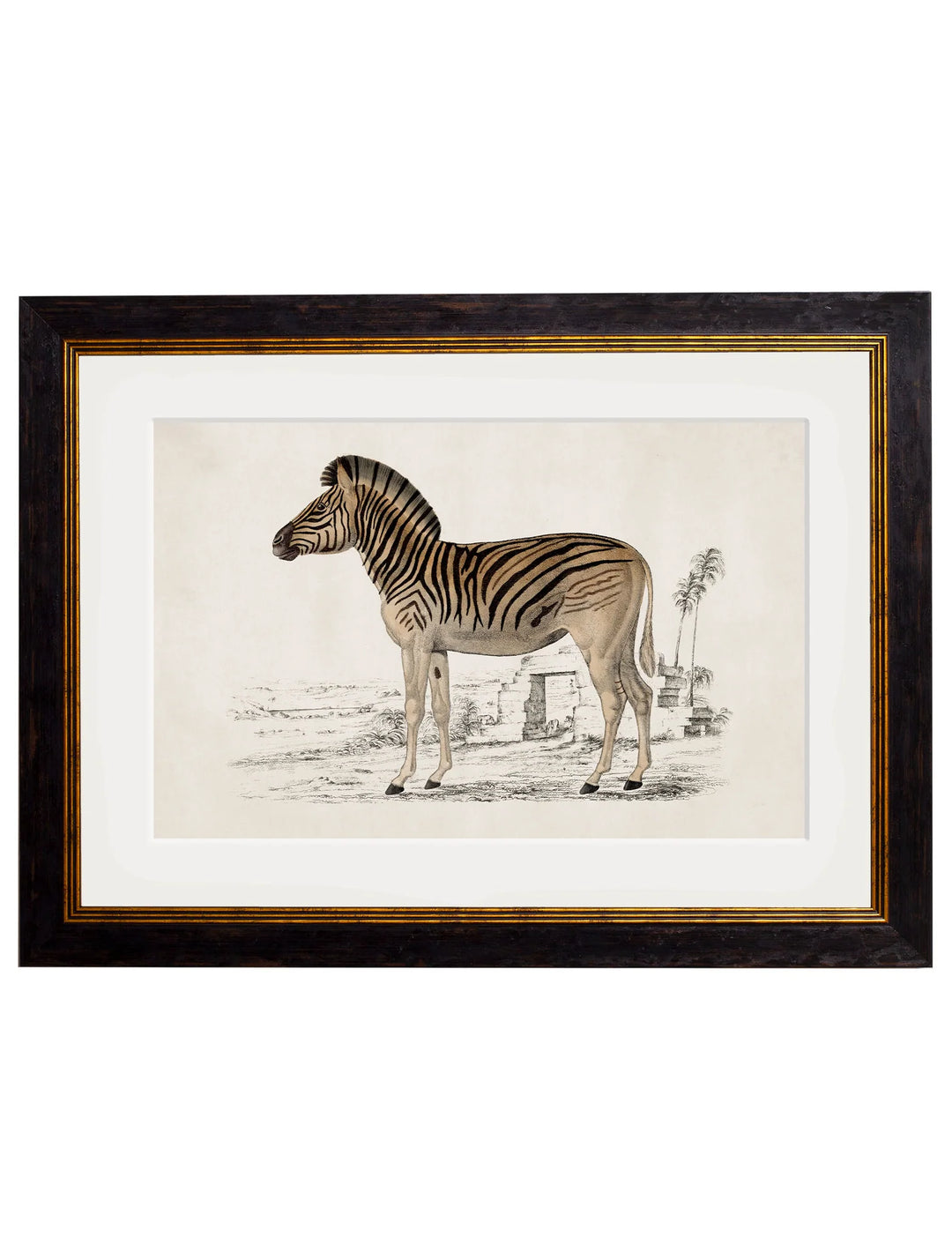 C.1836 Zebra - TheArtistsQuarter