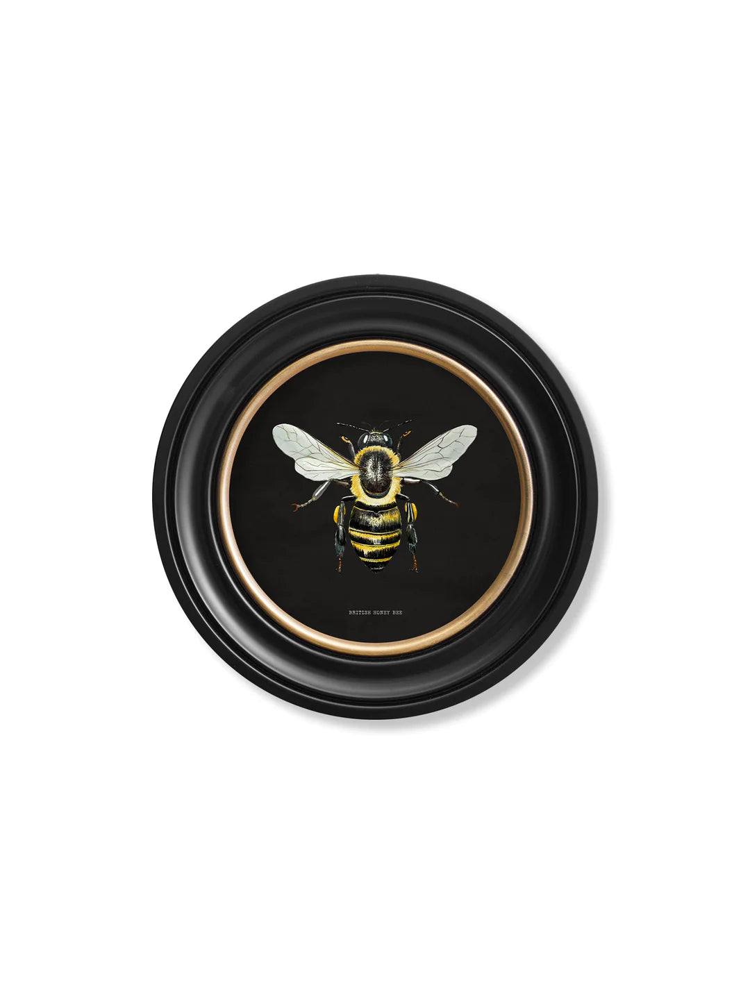 C1892 British Bees Round Frame - TheArtistsQuarter