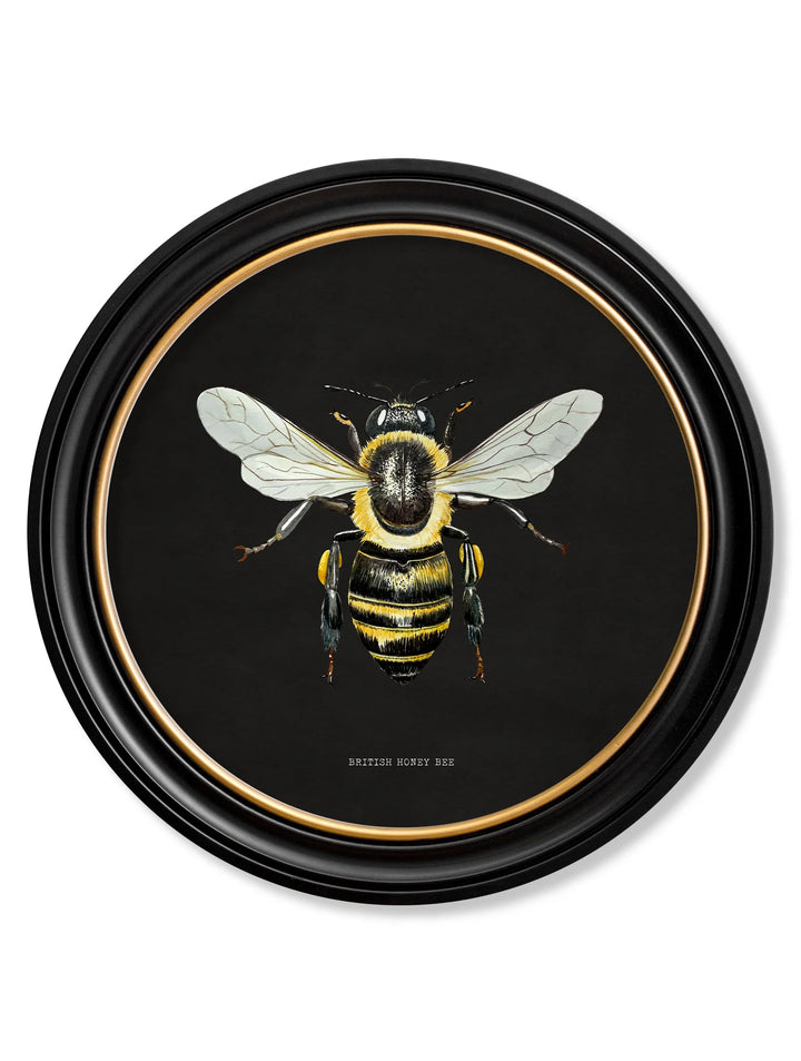 C1892 British Bees Round Frame - TheArtistsQuarter