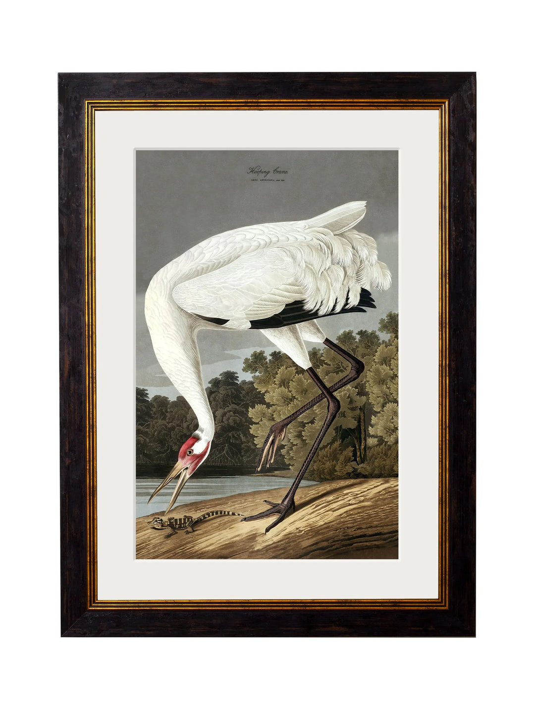 c.1838 Audubon's Hooping Crane - TheArtistsQuarter