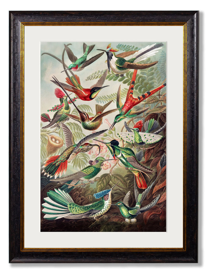 c.1904 Haeckel Hummingbirds - TheArtistsQuarter