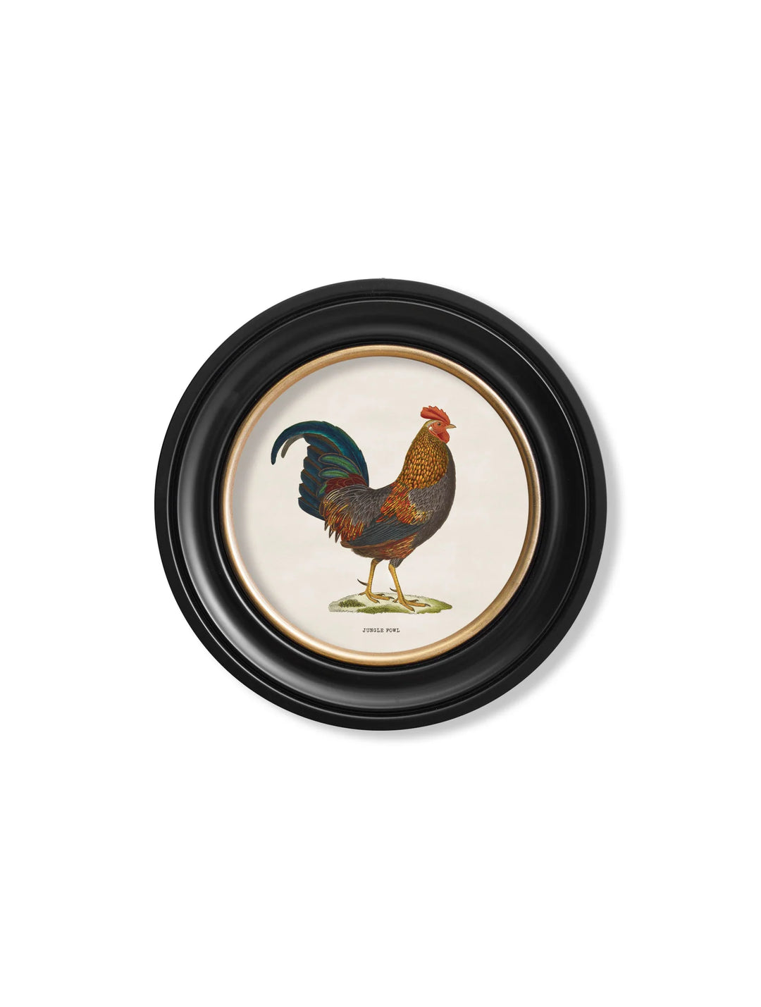 c.1838 Junglefowl in Round Frames - TheArtistsQuarter