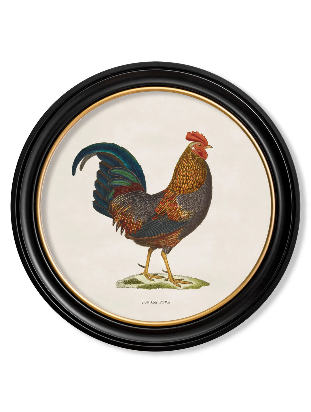 c.1838 Junglefowl in Round Frames - TheArtistsQuarter