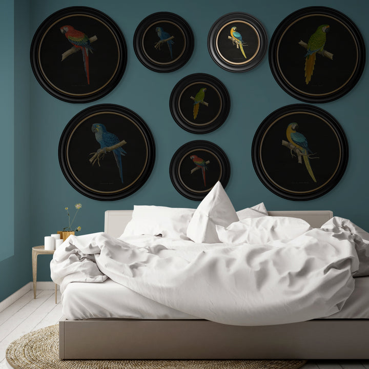 C.1884 Collection of Macaws in Round Frames - TheArtistsQuarter