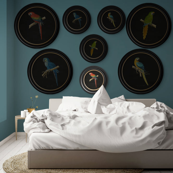 C.1884 Collection of Macaws in Round Frames - TheArtistsQuarter