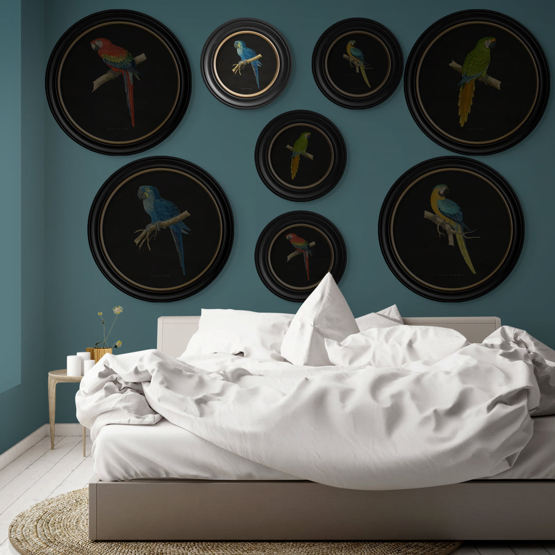 C.1884 Collection of Macaws in Round Frames - TheArtistsQuarter