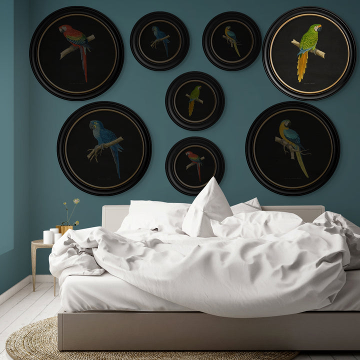 C.1884 Collection of Macaws in Round Frames - TheArtistsQuarter