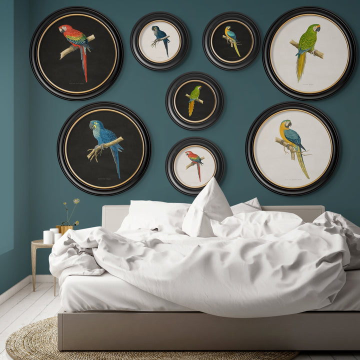 C.1884 Collection of Macaws in Round Frames - TheArtistsQuarter