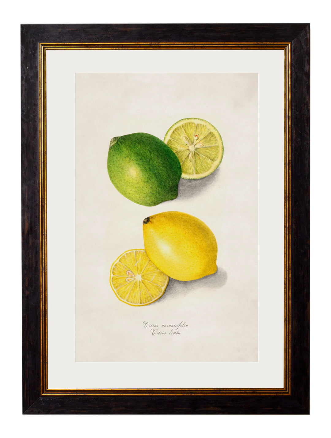 c.1886 Study of Citrus Fruit - TheArtistsQuarter