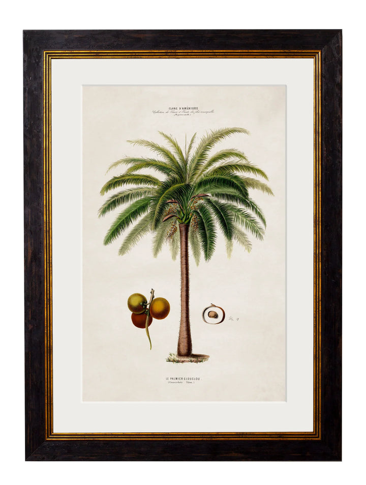 c.1843 Studies of South American Palm Trees - TheArtistsQuarter