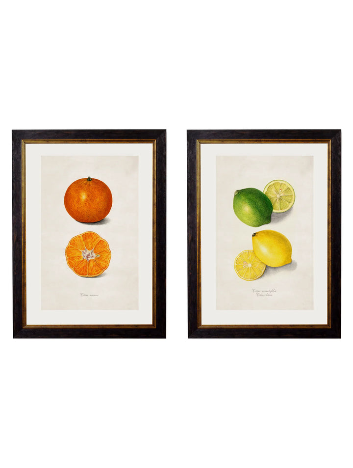 c.1886 Study of Citrus Fruit - TheArtistsQuarter