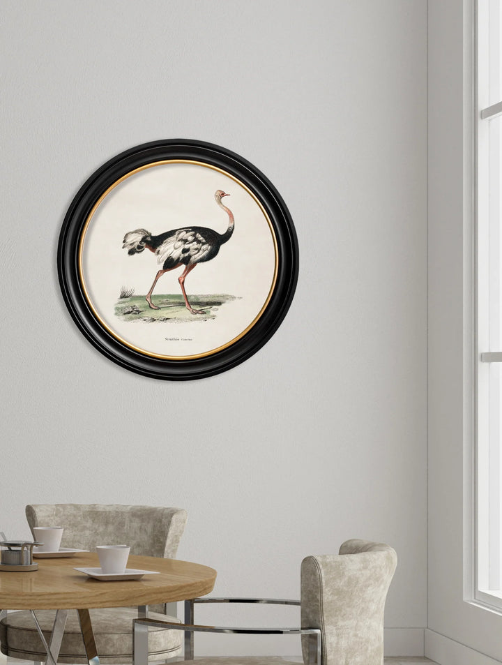 c.1846 Ostrich - Round Frame - TheArtistsQuarter