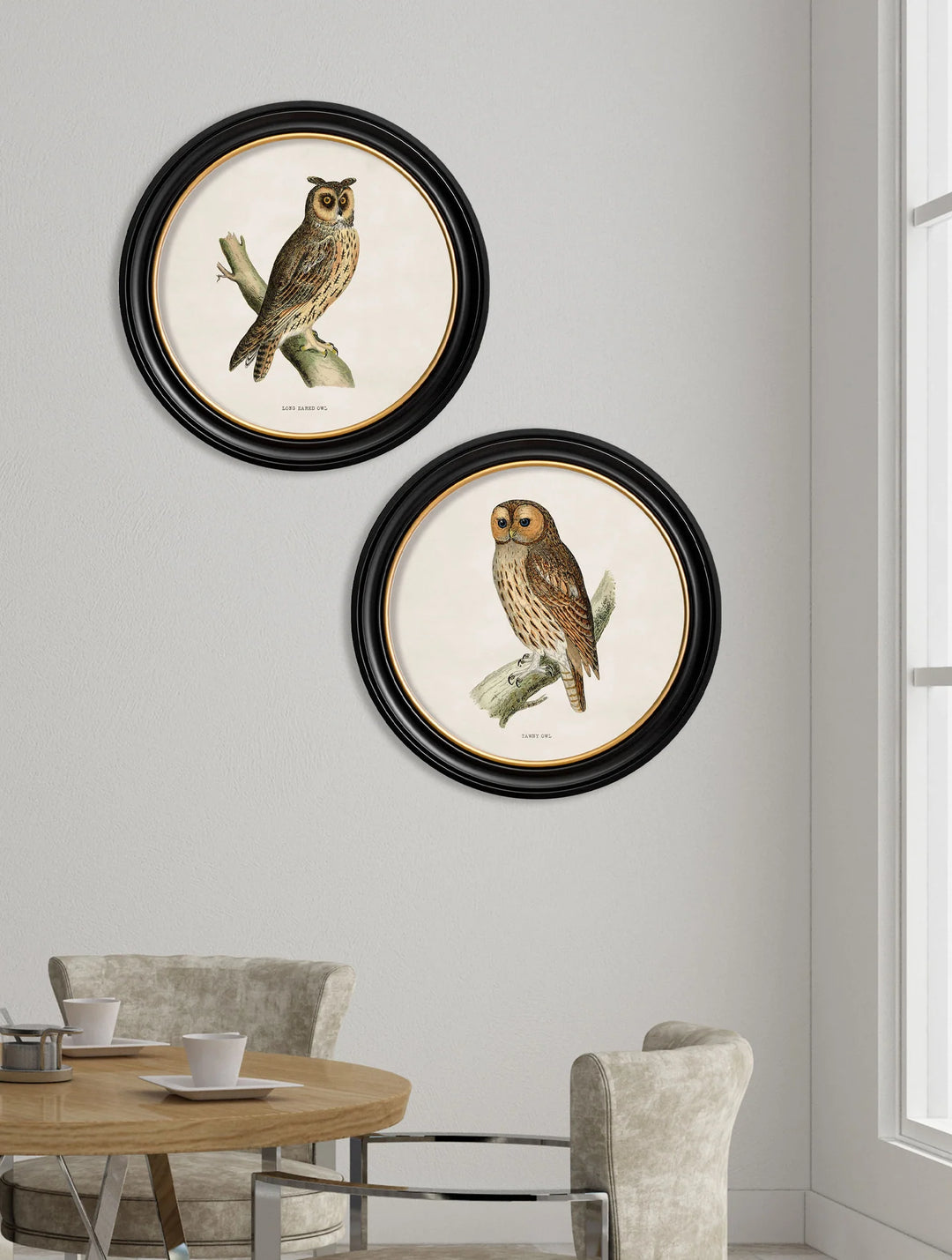 c.1870 British owls in Round Frames - TheArtistsQuarter